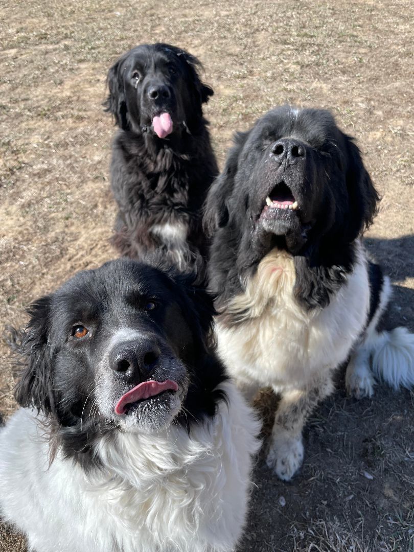 Daphne, a Adoptable Newfoundland Dog in North Branch, MN image 5/6
