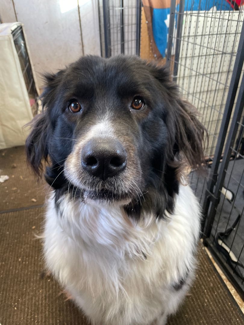 Daphne, Adoptable, Adult Female Newfoundland Dog.