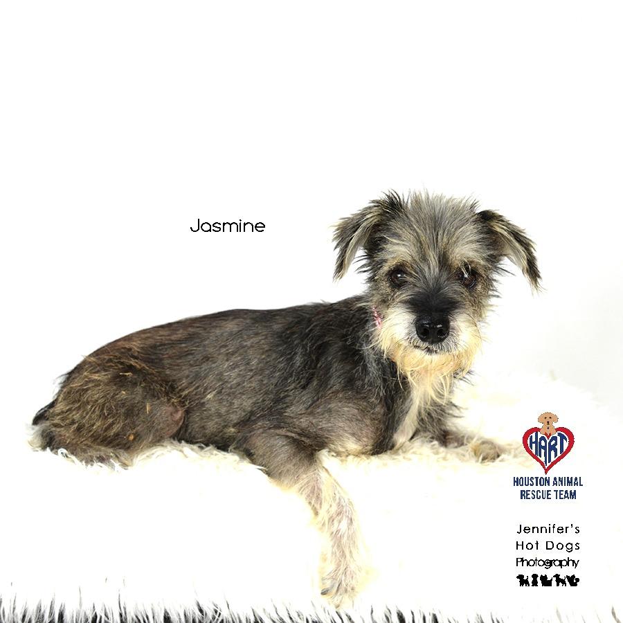 Jasmine, Adoptable, Adult Female Schnauzer.