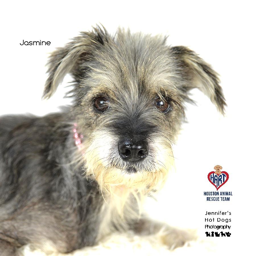 Jasmine, a Adoptable Schnauzer in Tomball, TX image 2/2