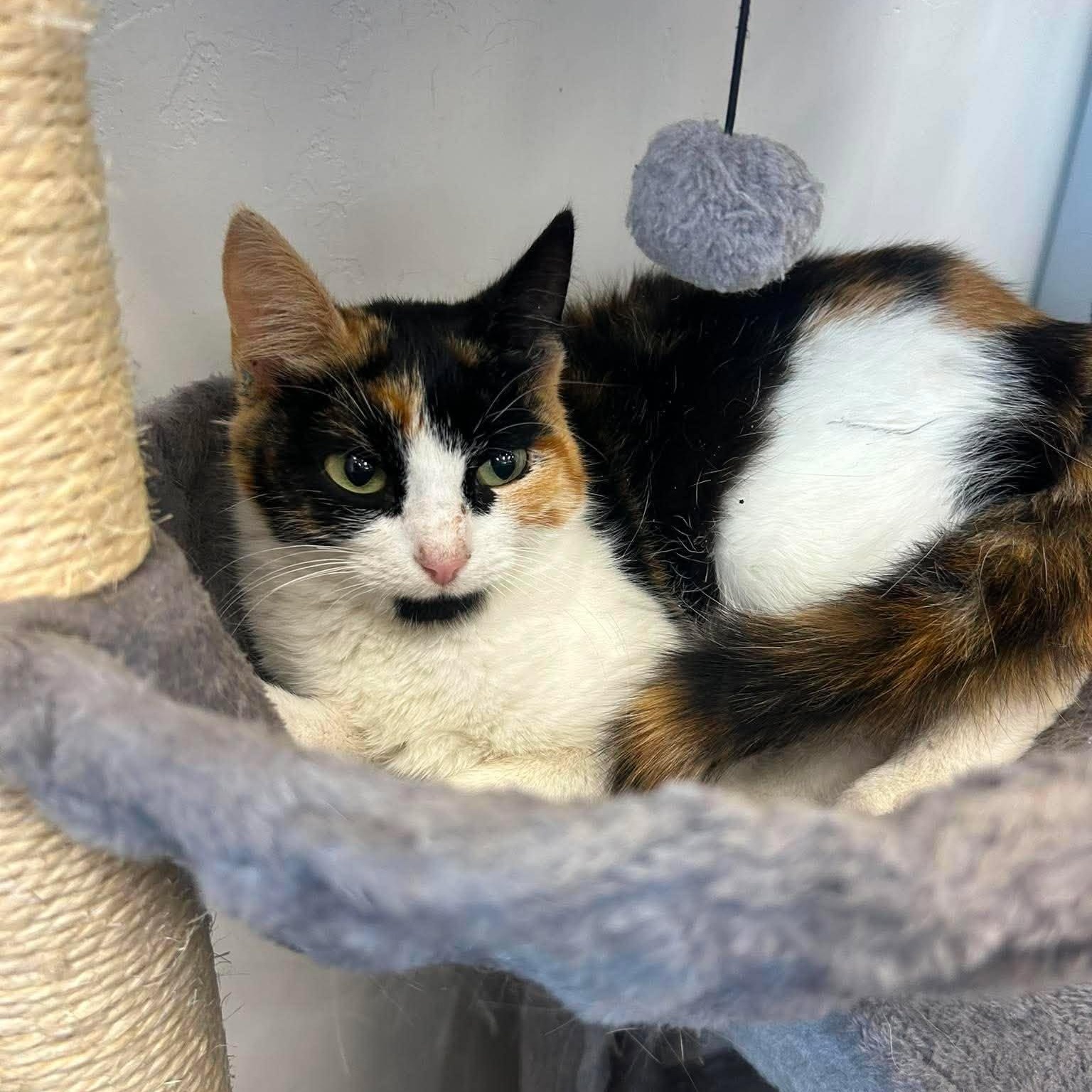Enlarge Birdie, a ADOPTABLE Domestic Short Hair in Roosevelt, UT image 4/4