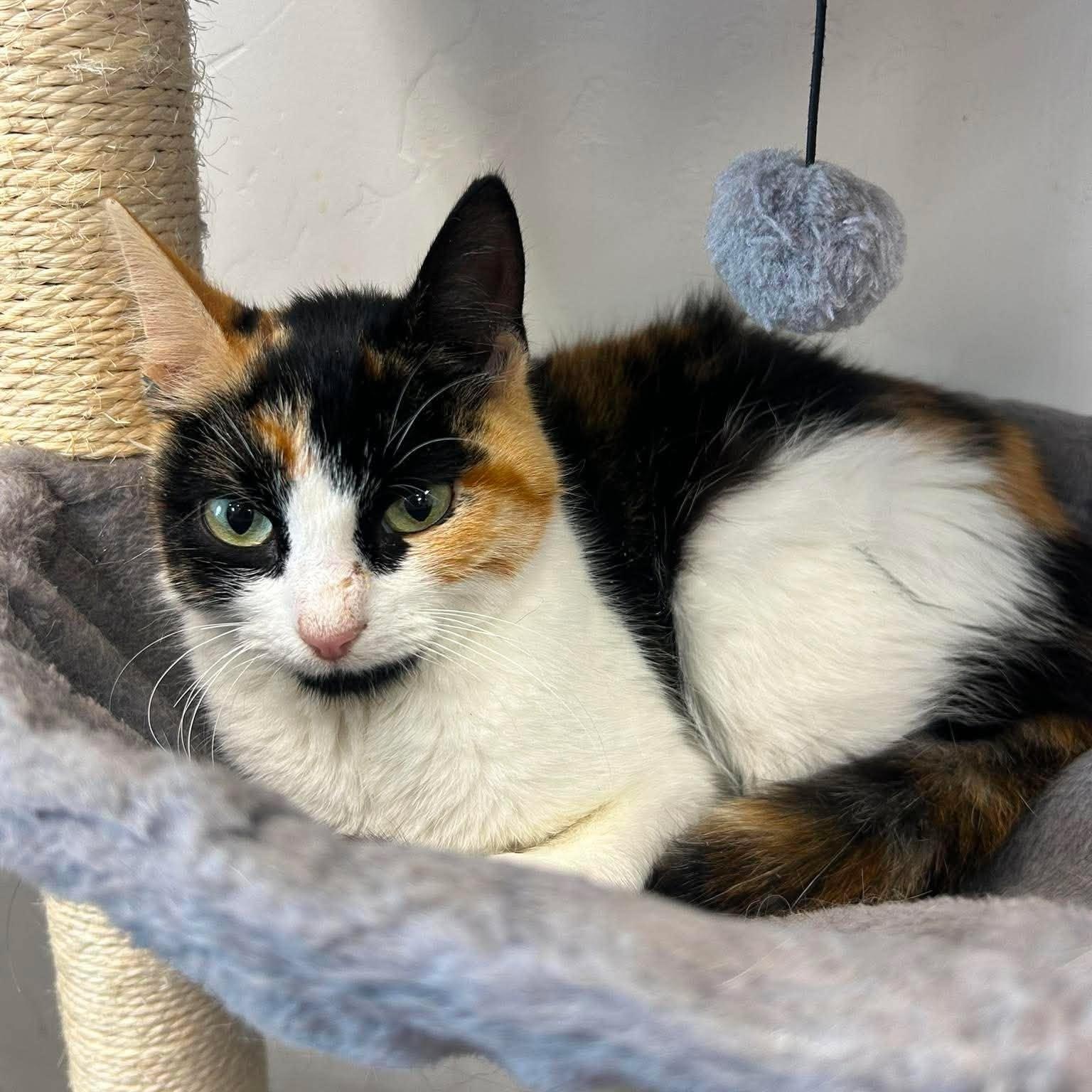 Enlarge Birdie, a ADOPTABLE Domestic Short Hair in Roosevelt, UT image 3/4