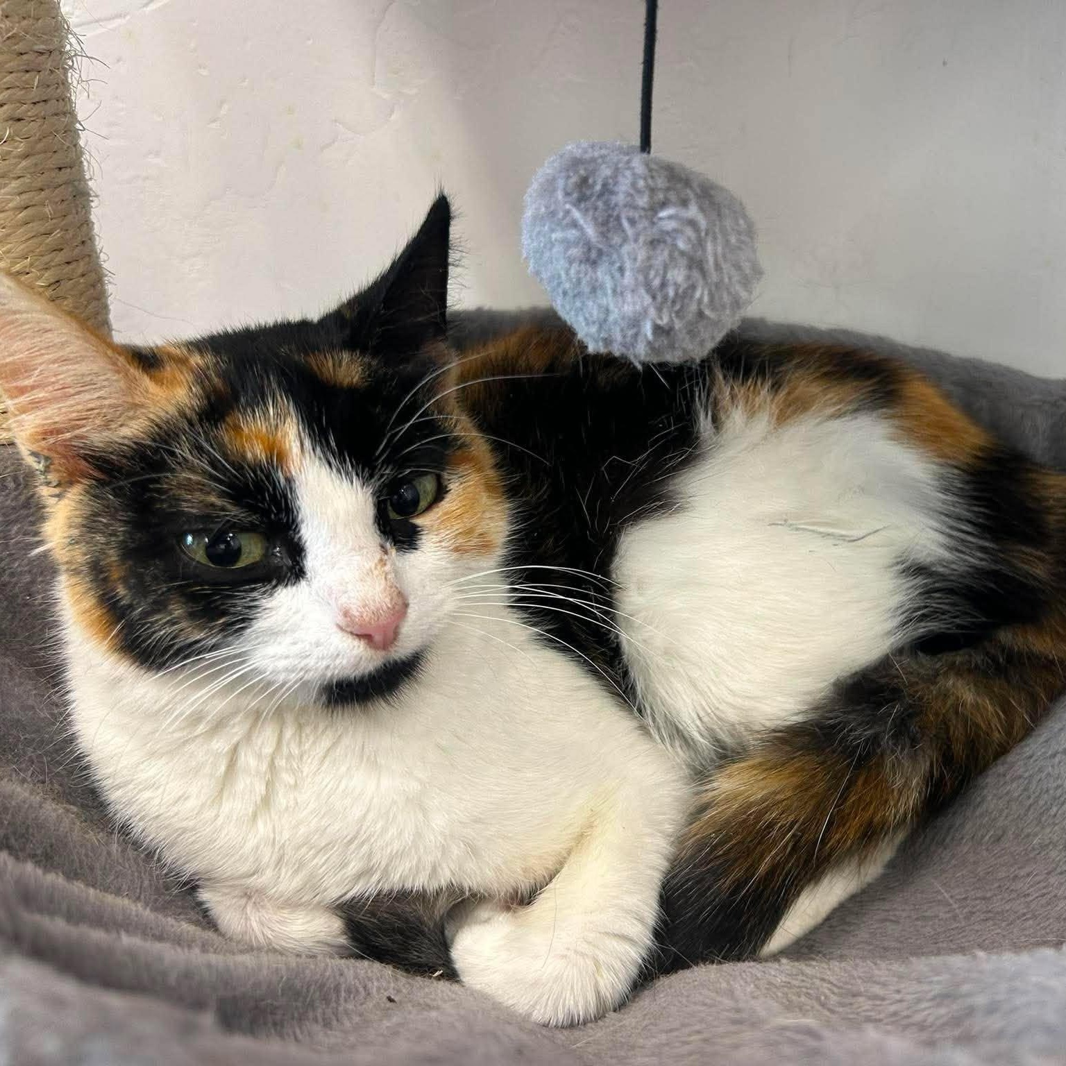 Enlarge Birdie, a ADOPTABLE Domestic Short Hair in Roosevelt, UT image 2/4