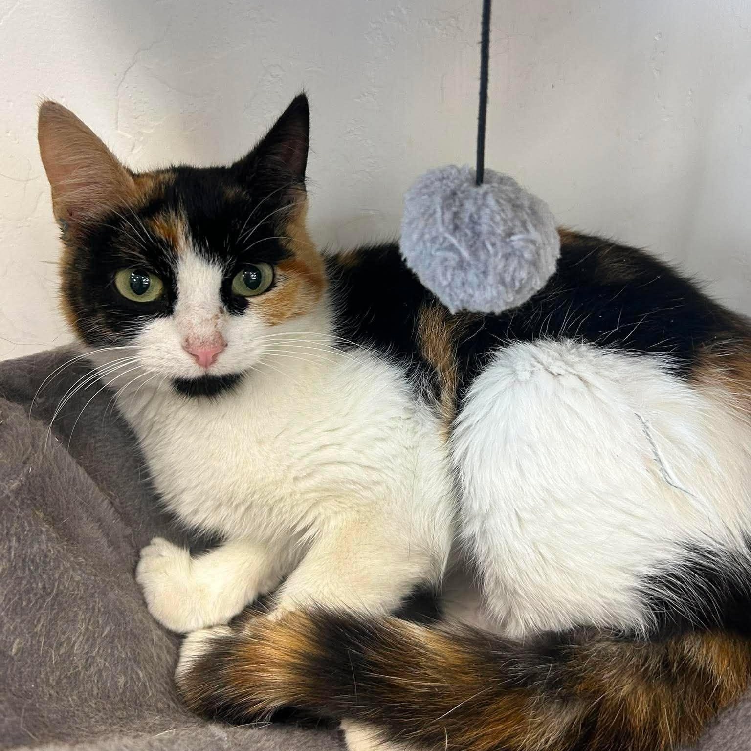 Enlarge Birdie, a ADOPTABLE Domestic Short Hair in Roosevelt, UT image 1/4
