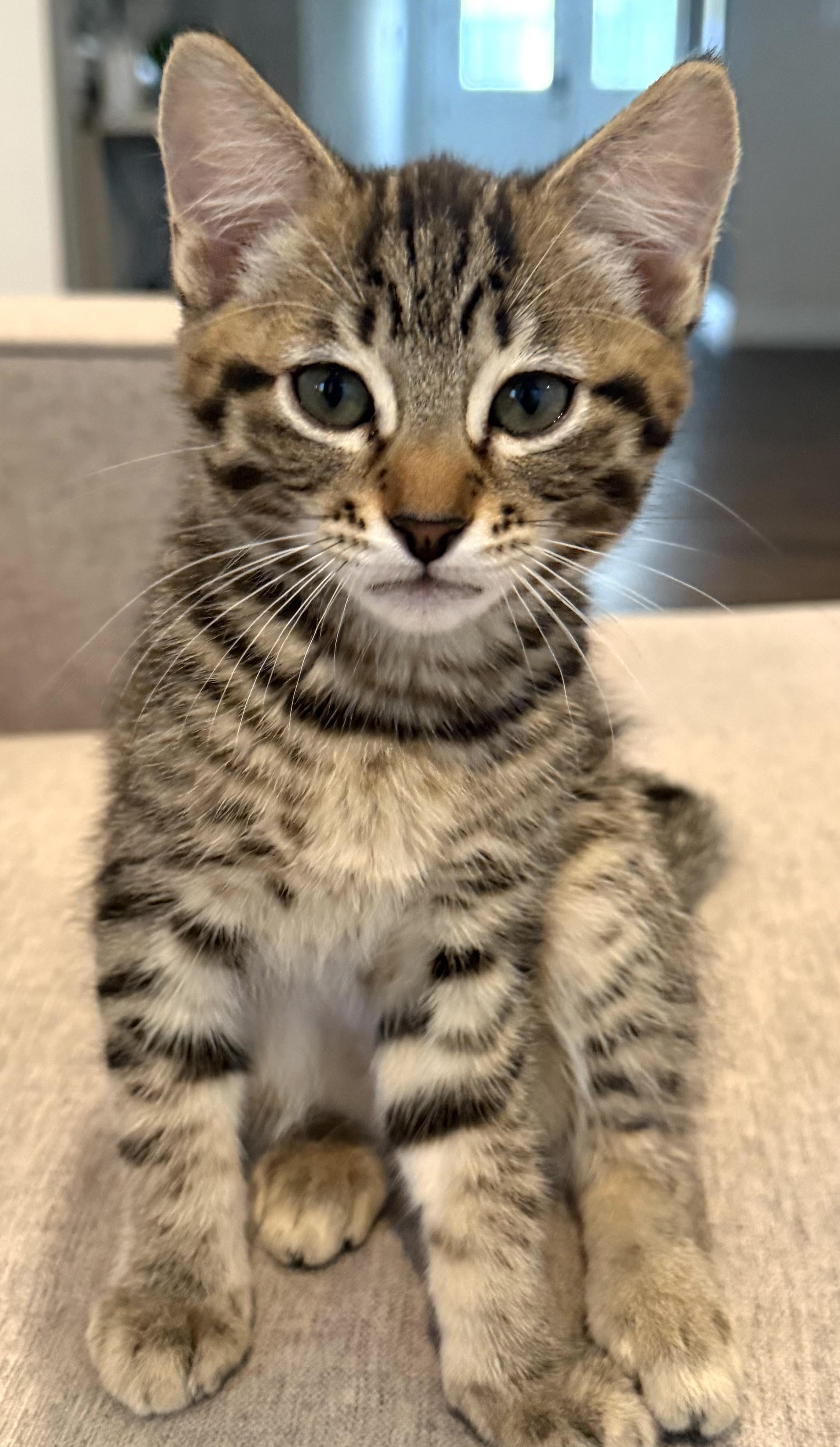 Chive, Adopted, Kitten Male Domestic Short Hair.