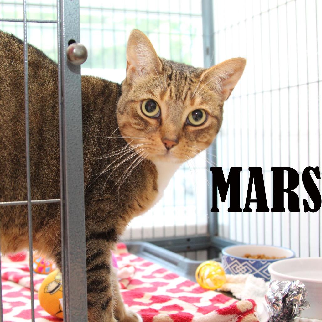Mars, Adoptable, Adult Female Domestic Short Hair & Mixed Breed.
