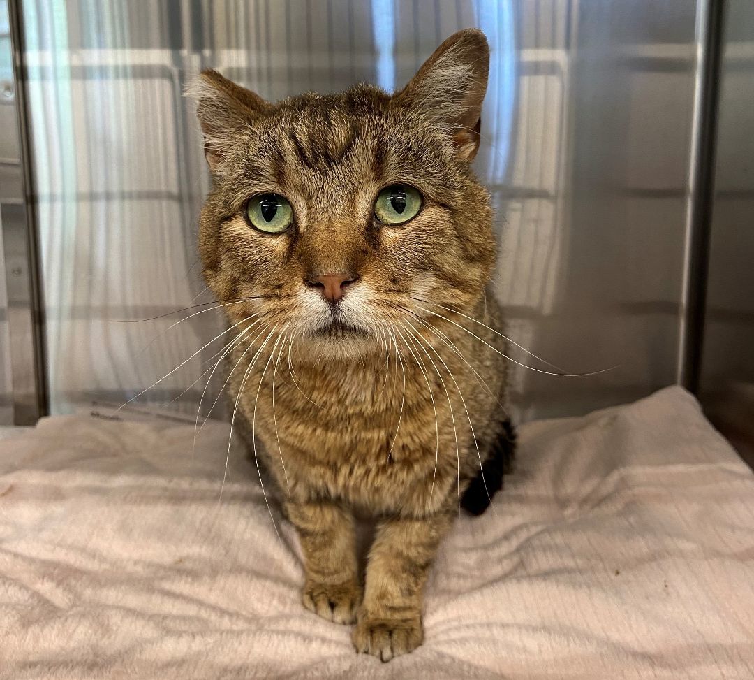 Rusty, a Adoptable Domestic Short Hair in Nevada, IA image 1/5