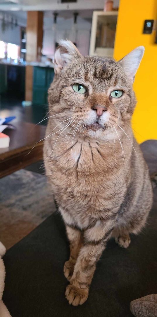 Rusty, a Adoptable Domestic Short Hair in Nevada, IA image 2/5