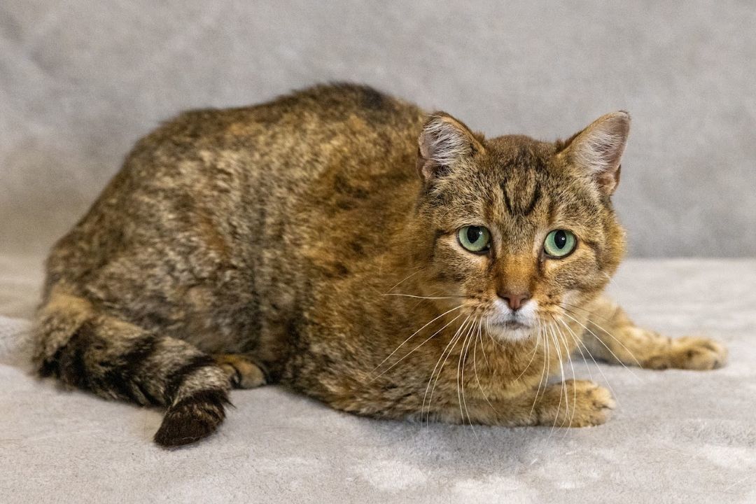 Rusty, a Adoptable Domestic Short Hair in Nevada, IA image 3/5
