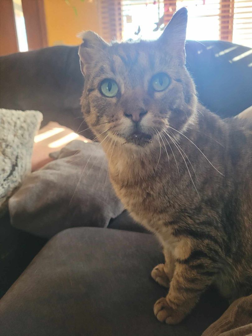 Rusty, a Adoptable Domestic Short Hair in Nevada, IA image 4/5