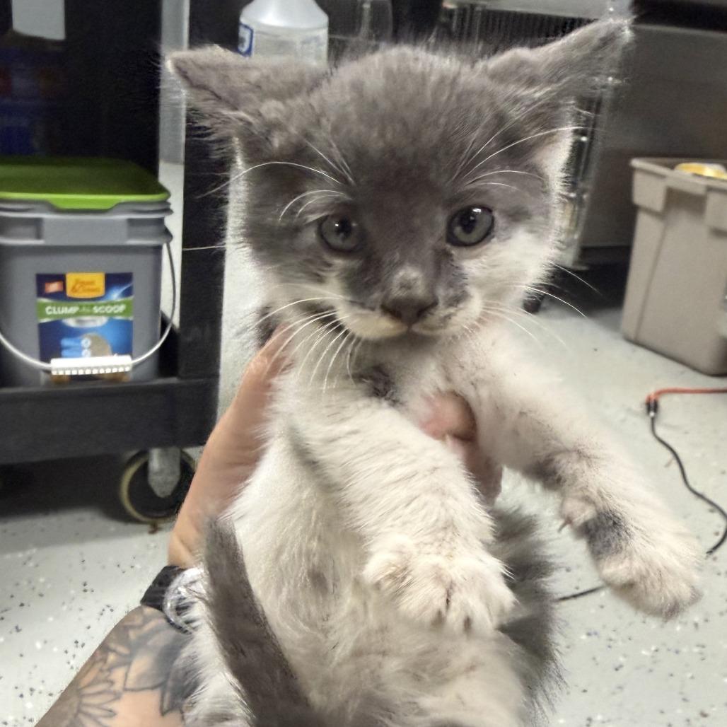 Cardinals, Adoptable, Kitten Female Domestic Short Hair.