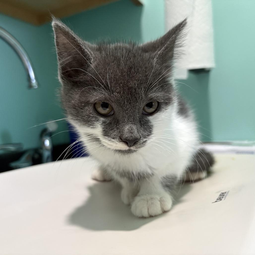 Cardinals, a Adoptable Domestic Short Hair in Marion, VA image 2/5
