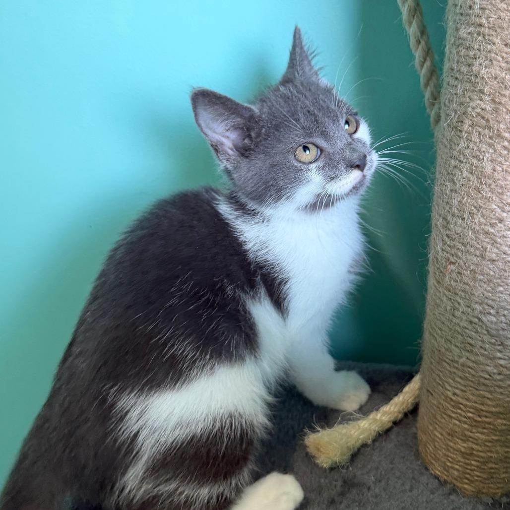 Cardinals, a Adoptable Domestic Short Hair in Marion, VA image 3/5