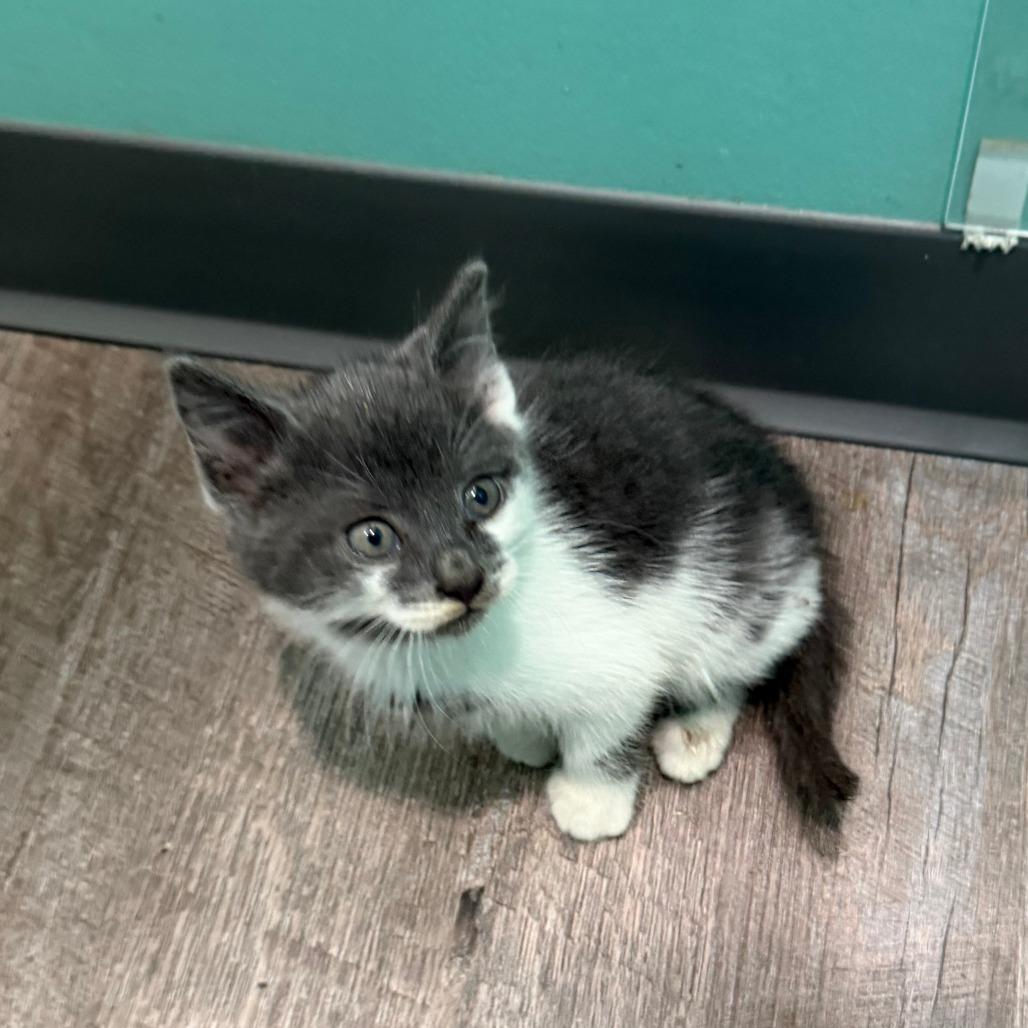 Cardinals, a Adoptable Domestic Short Hair in Marion, VA image 4/5