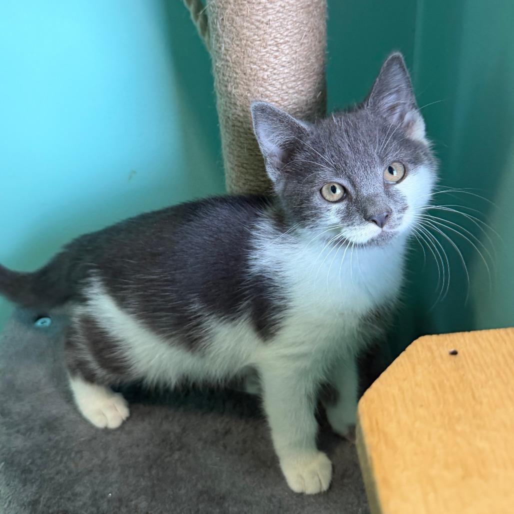 Cardinals, a Adoptable Domestic Short Hair in Marion, VA image 5/5