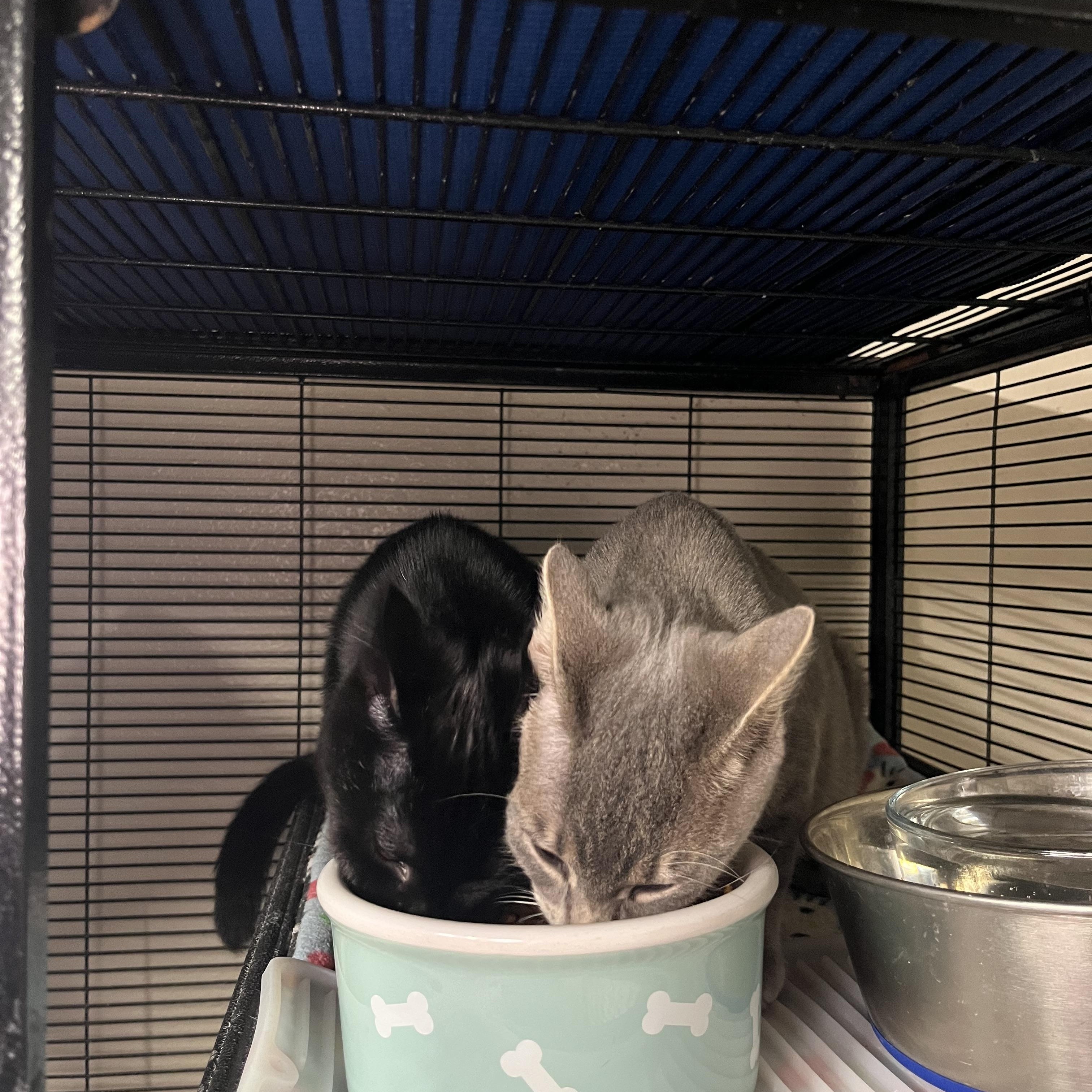 Marcus, Adoptable, Young Male Domestic Short Hair.