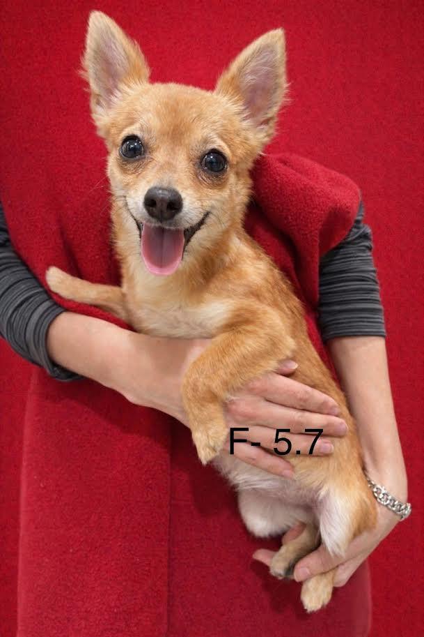 Breezy , adopted, Young Female Chihuahua & Pomeranian.