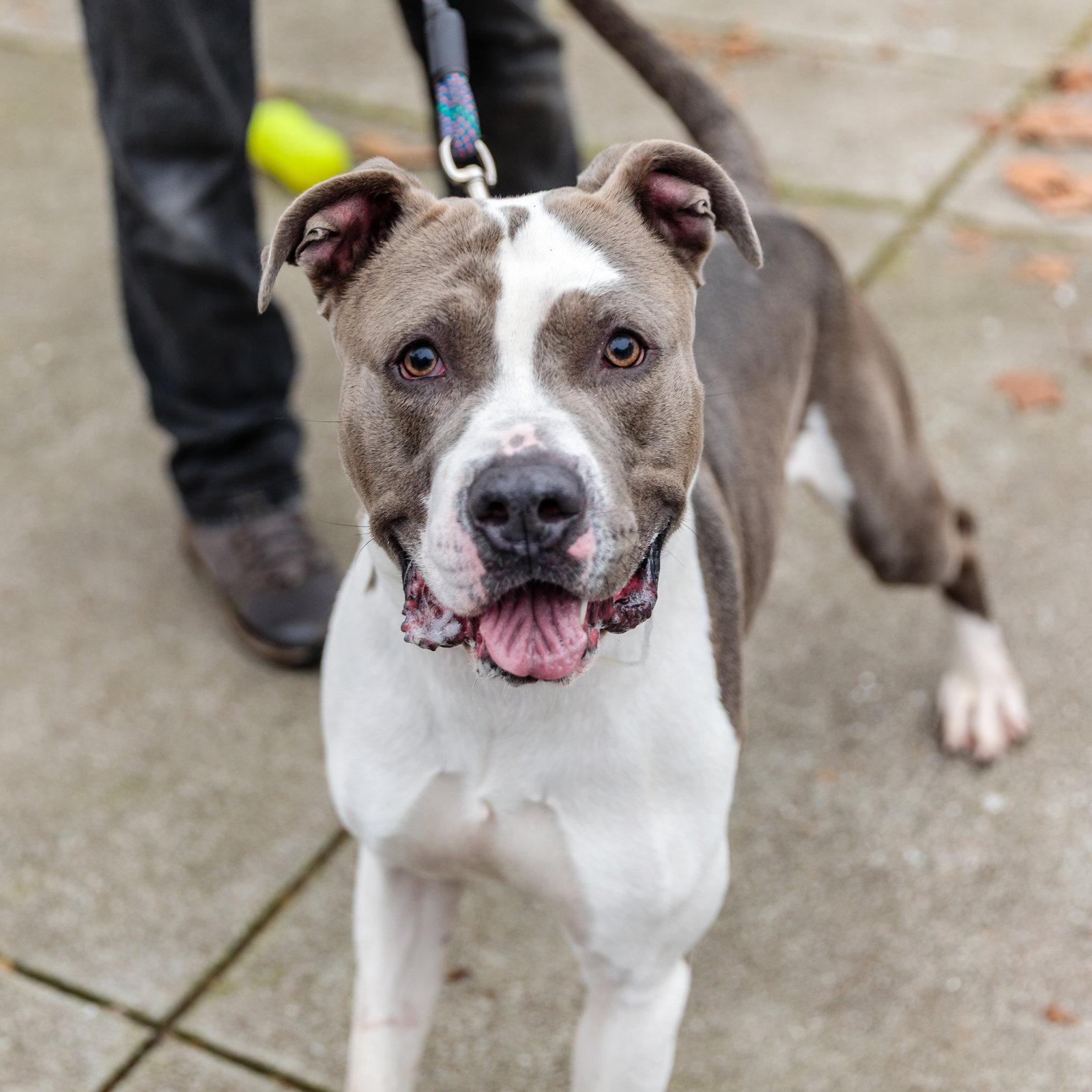 Enlarge Hudson, a Adoptable Pit Bull Terrier in Oakland, CA image 1/3