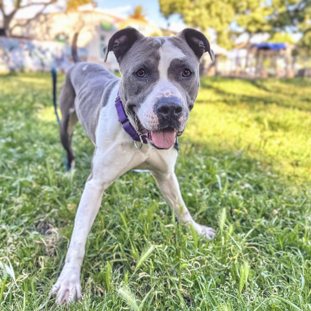 Enlarge Hudson, a Adoptable Pit Bull Terrier in Oakland, CA image 2/3