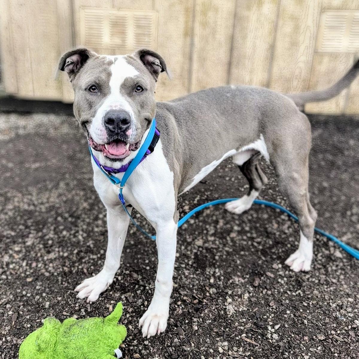 Enlarge Hudson, a Adoptable Pit Bull Terrier in Oakland, CA image 1/3
