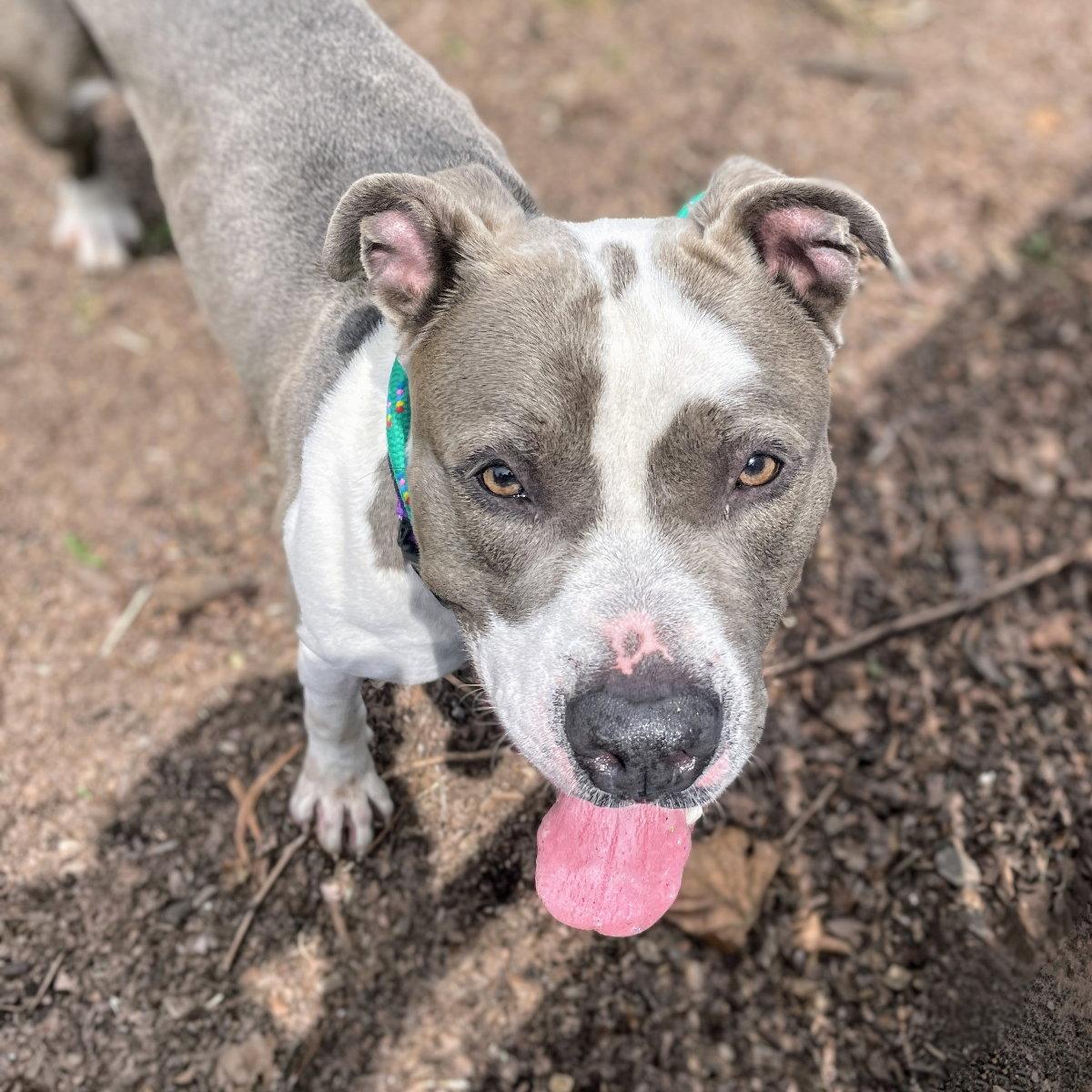 Enlarge Hudson, a Adoptable Pit Bull Terrier in Oakland, CA image 3/3