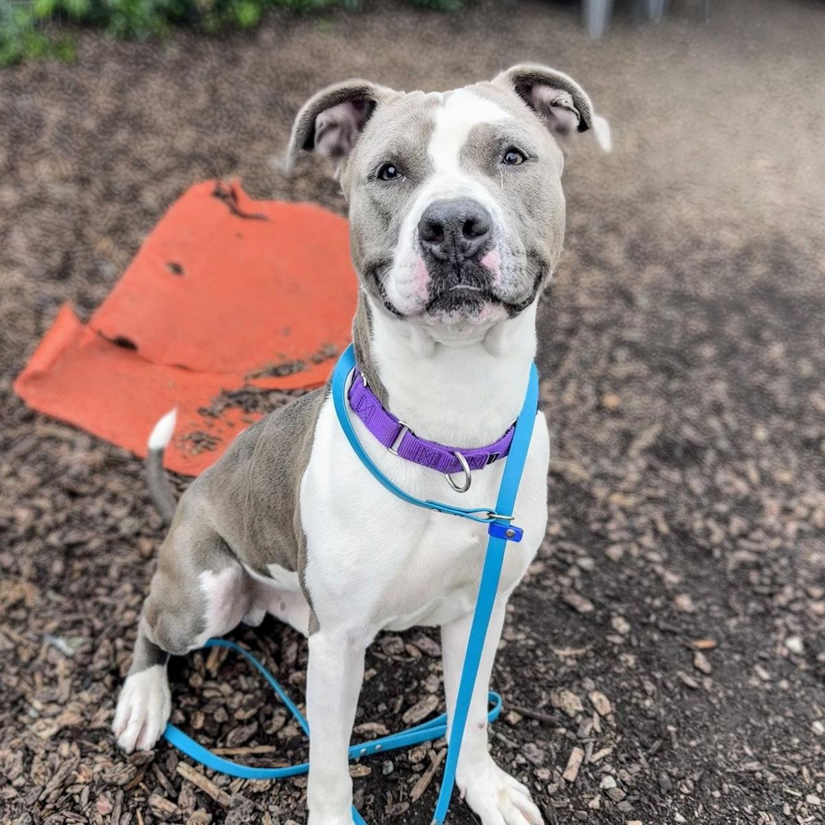 Enlarge Hudson, a Adoptable Pit Bull Terrier in Oakland, CA image 2/3