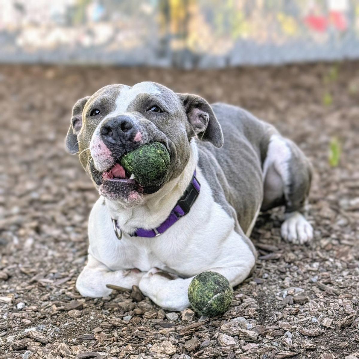 Enlarge Hudson, a Adoptable Pit Bull Terrier in Oakland, CA image 3/3