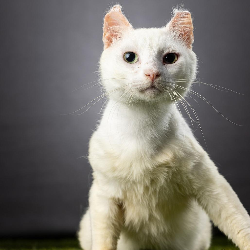 Rivian, a Adoptable mixed breed in Jupiter, FL image 1/5