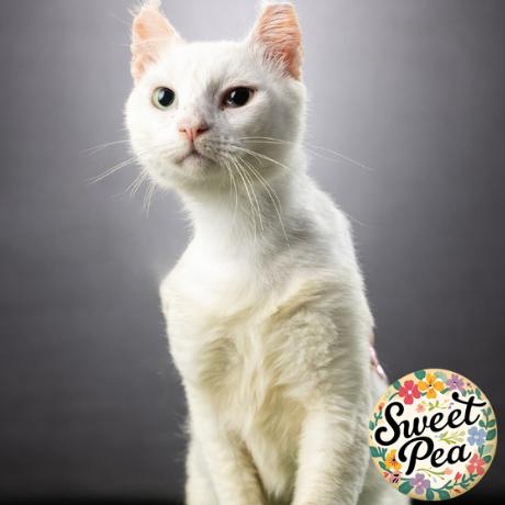 Rivian, a Adoptable mixed breed in Jupiter, FL image 3/5