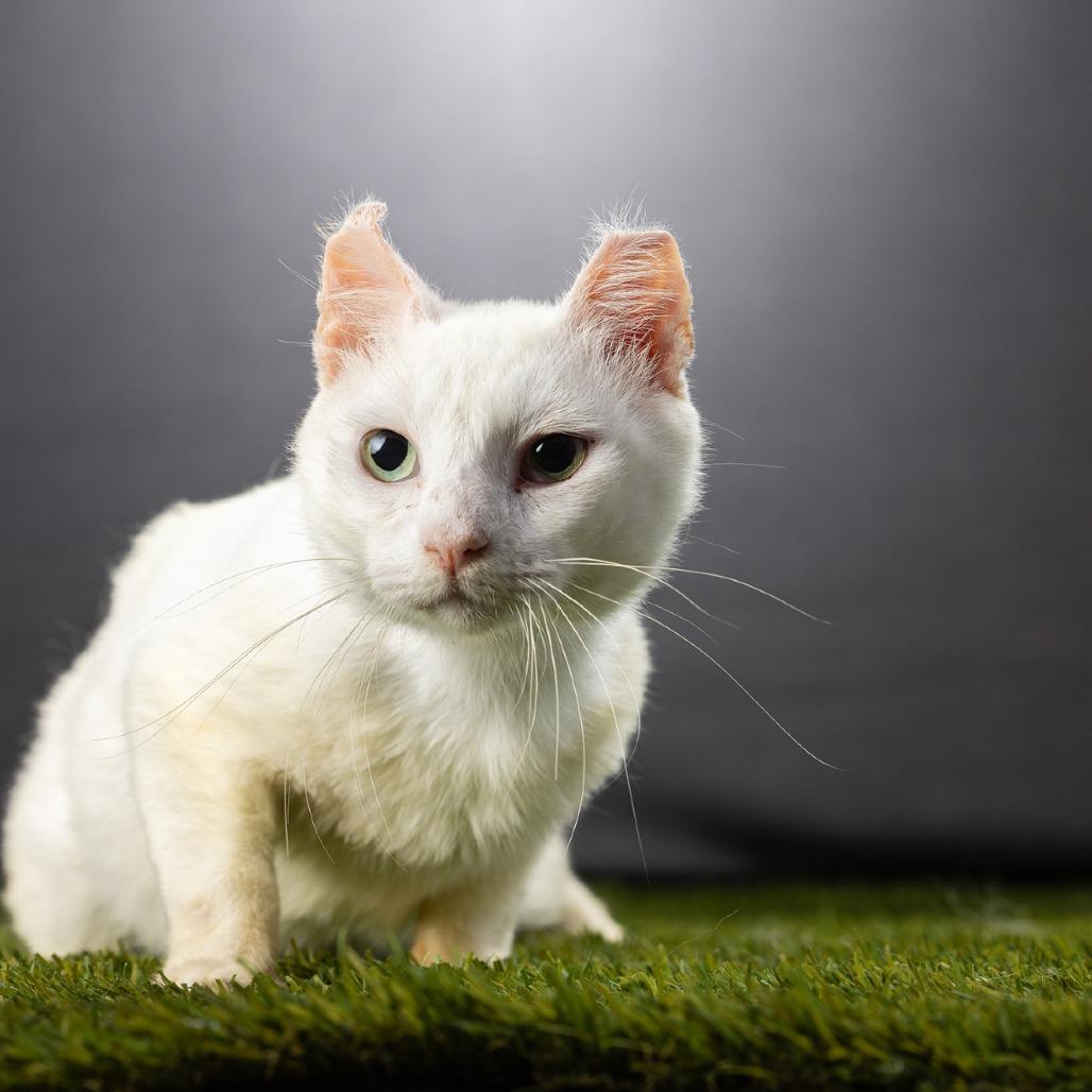 Rivian, a Adoptable mixed breed in Jupiter, FL image 4/5