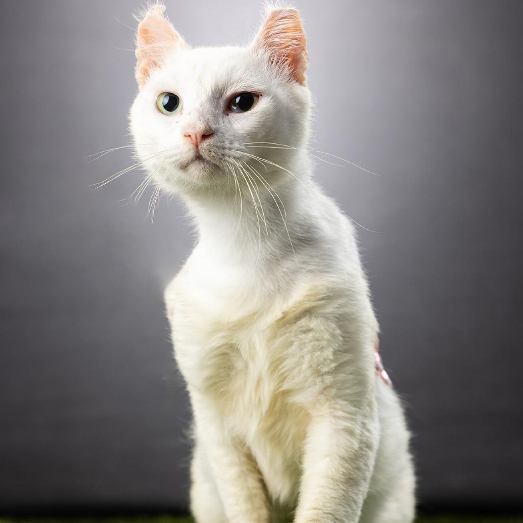 Rivian, a Adoptable mixed breed in Jupiter, FL image 5/5