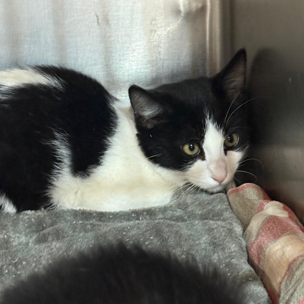 Enlarge Orca, a Adoptable Domestic Short Hair in Garfield, AR image 1/1