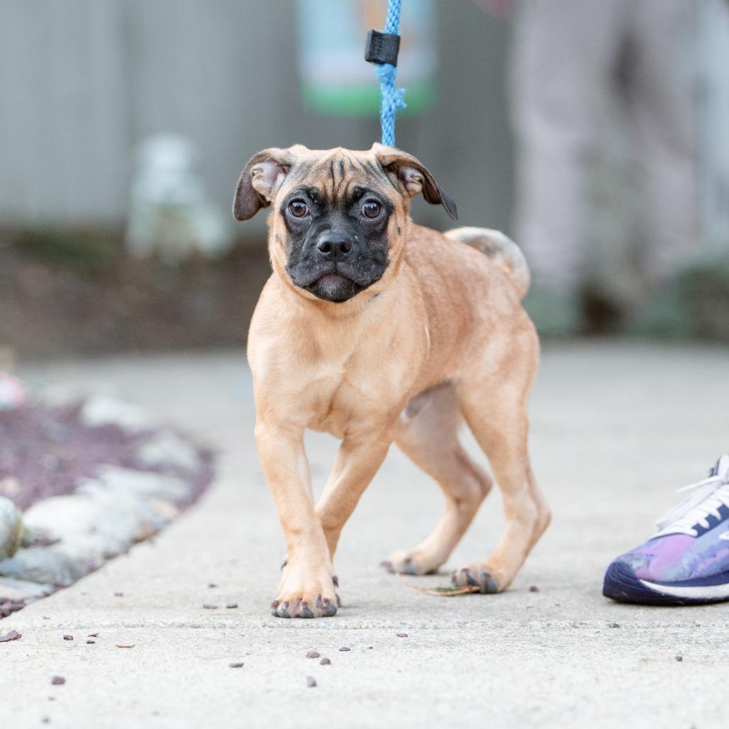 Enlarge Beans, a Adoptable mixed breed in Chester Springs, PA image 1/4