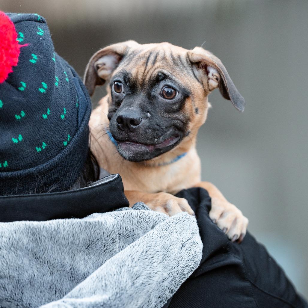 Enlarge Beans, a Adoptable mixed breed in Chester Springs, PA image 4/4