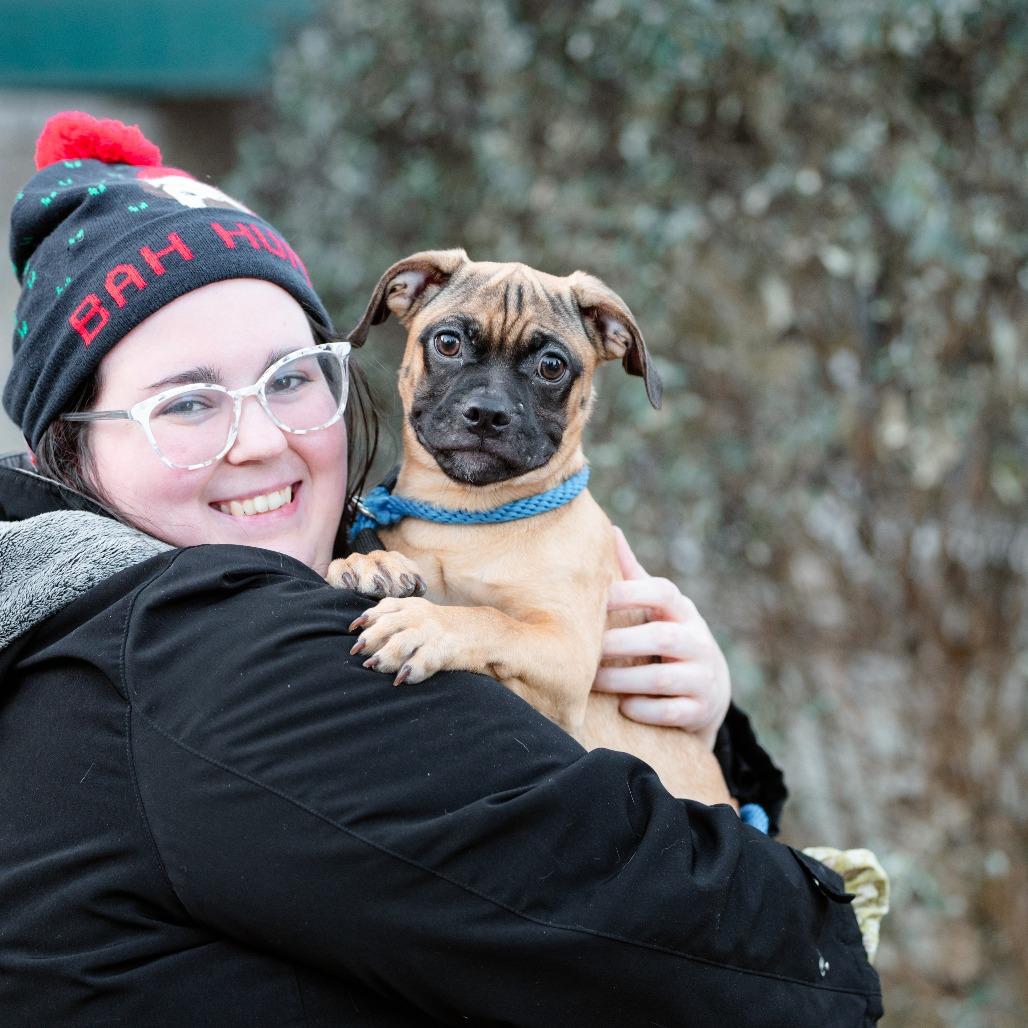 Enlarge Beans, a Adoptable mixed breed in Chester Springs, PA image 3/4