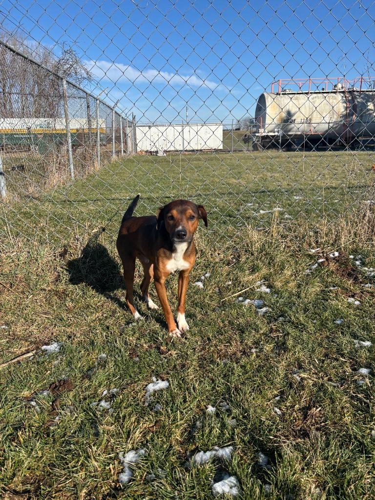 Remy, Adoptable, Young Male Hound.