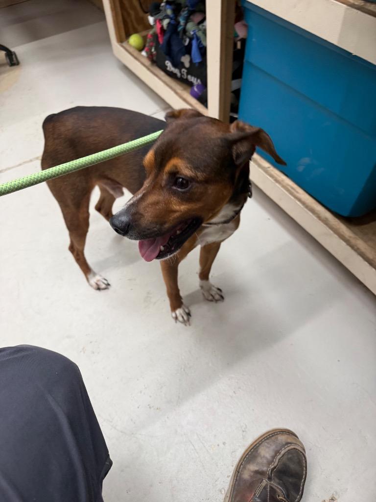 Remy, Adoptable, Young Male Hound.