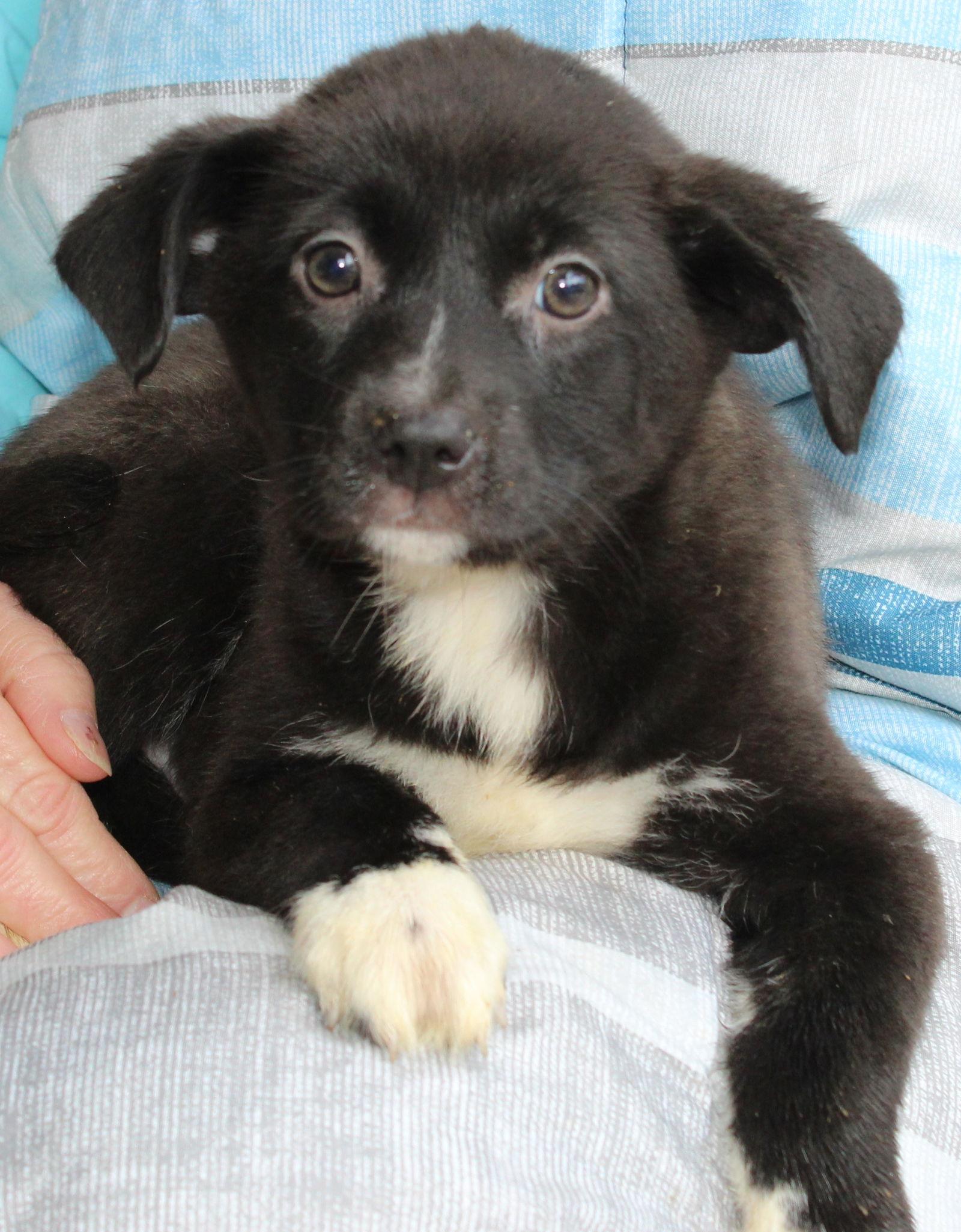 Enlarge Prancer 42905, a Adoptable Labrador Retriever in Prattville, AL image 1/3