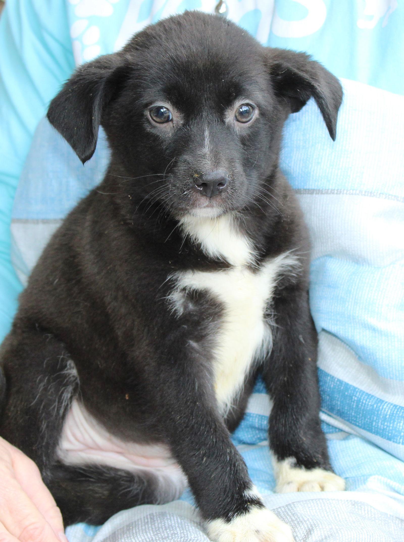 Enlarge Prancer 42905, a Adoptable Labrador Retriever in Prattville, AL image 2/3
