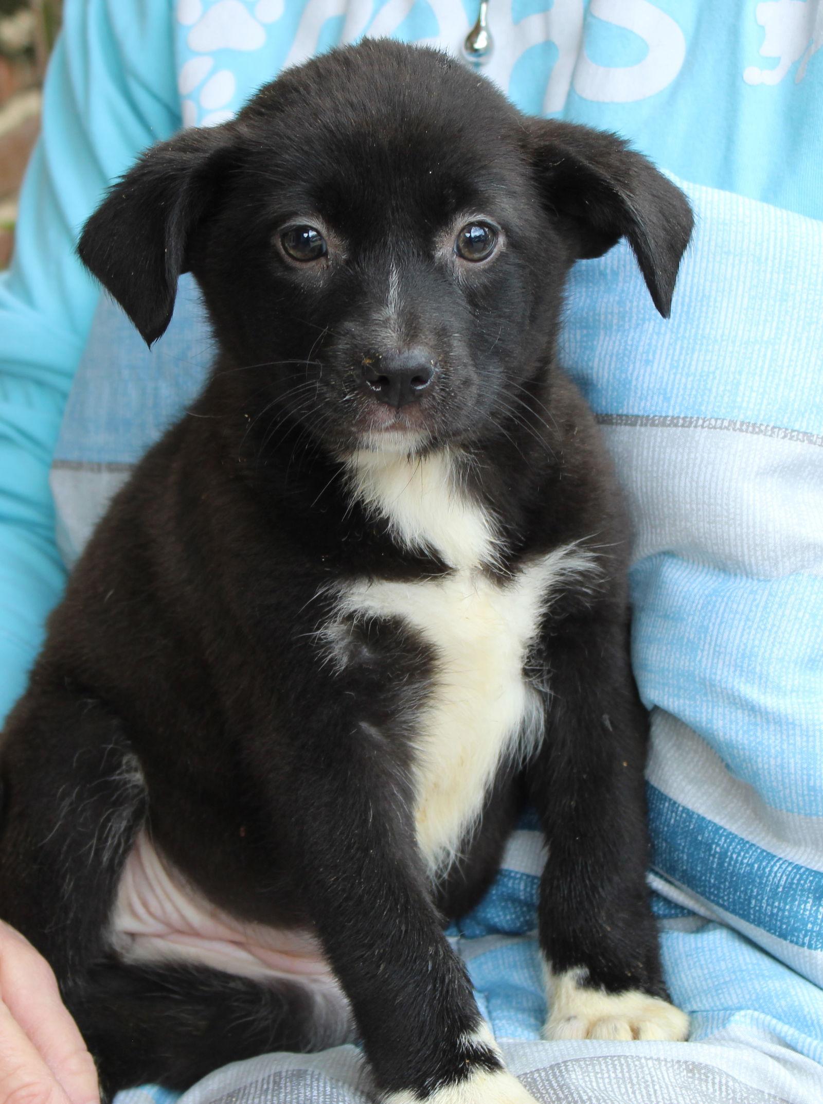 Enlarge Prancer 42905, a Adoptable Labrador Retriever in Prattville, AL image 3/3
