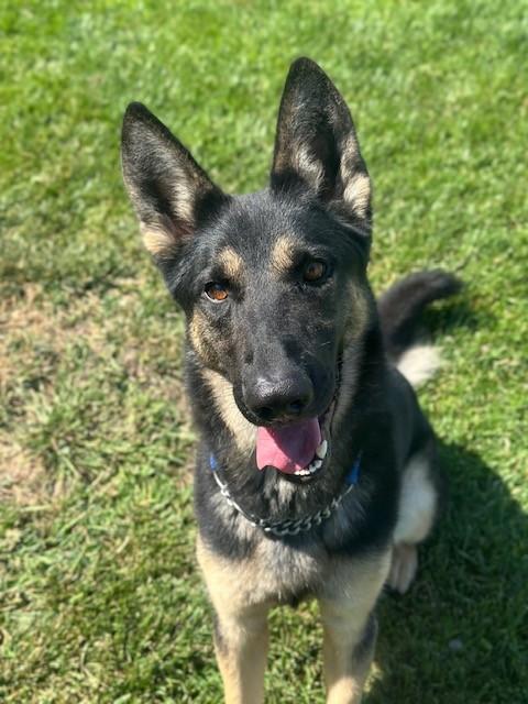 Vex, ADOPTABLE, Adult Male German Shepherd Dog.