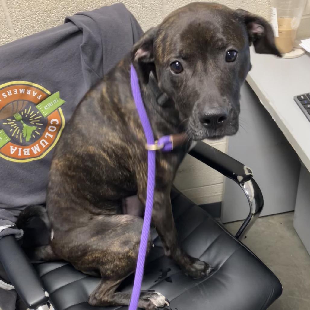 Charlie, Adoptable, Adult Female Mixed Breed.