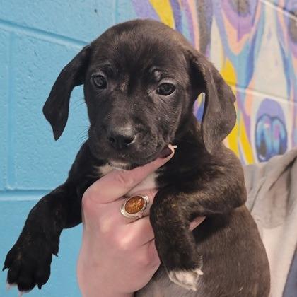 Enlarge Charlie, a Adoptable Mixed Breed in DeKalb, IL image 2/4