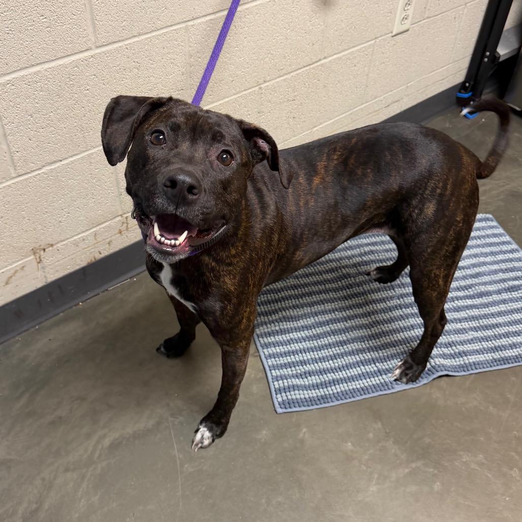 Enlarge Charlie, a Adoptable Mixed Breed in DeKalb, IL image 3/4