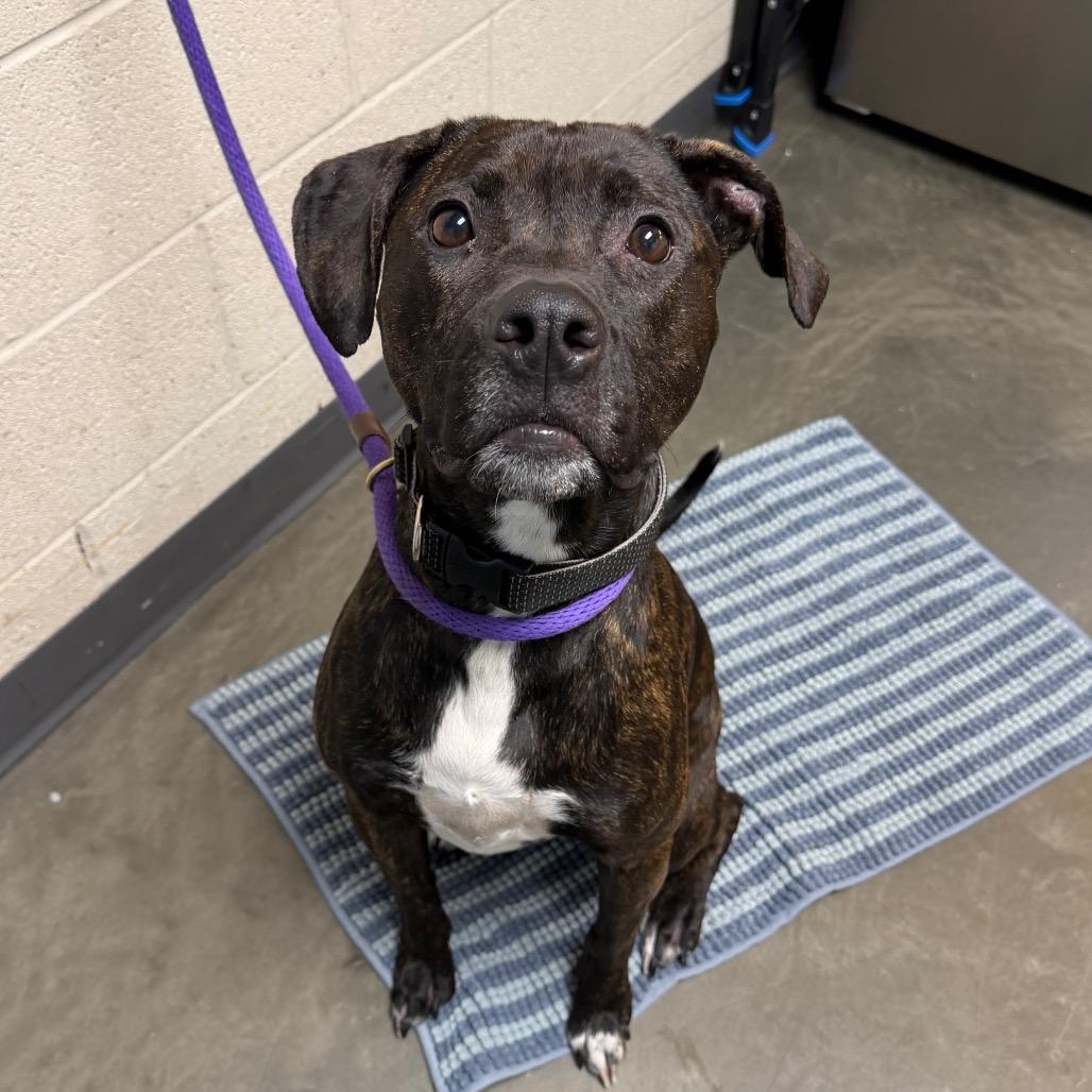 Enlarge Charlie, a Adoptable Mixed Breed in DeKalb, IL image 4/4