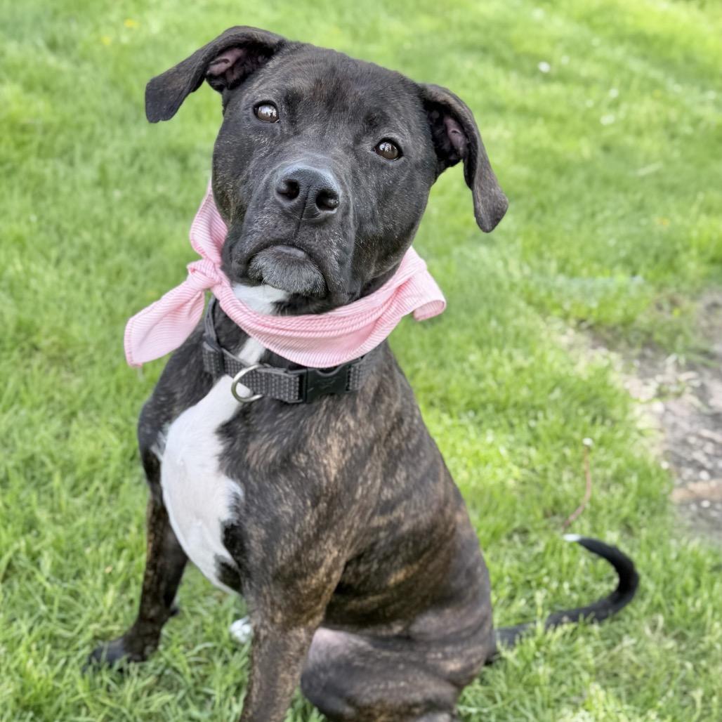 Enlarge Charlie, a Adoptable Mixed Breed in DeKalb, IL image 5/5