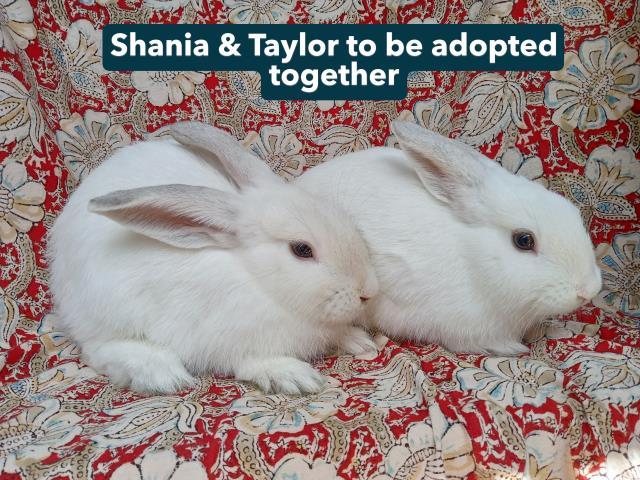 SHANIA photo