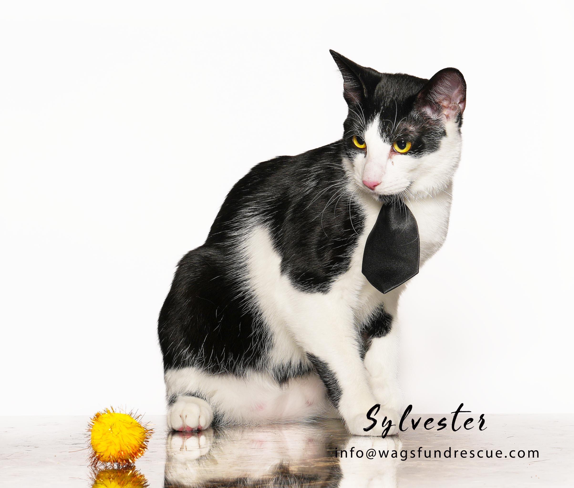 Enlarge Sylvester, a Adoptable Tuxedo in Houston, TX image 2/3