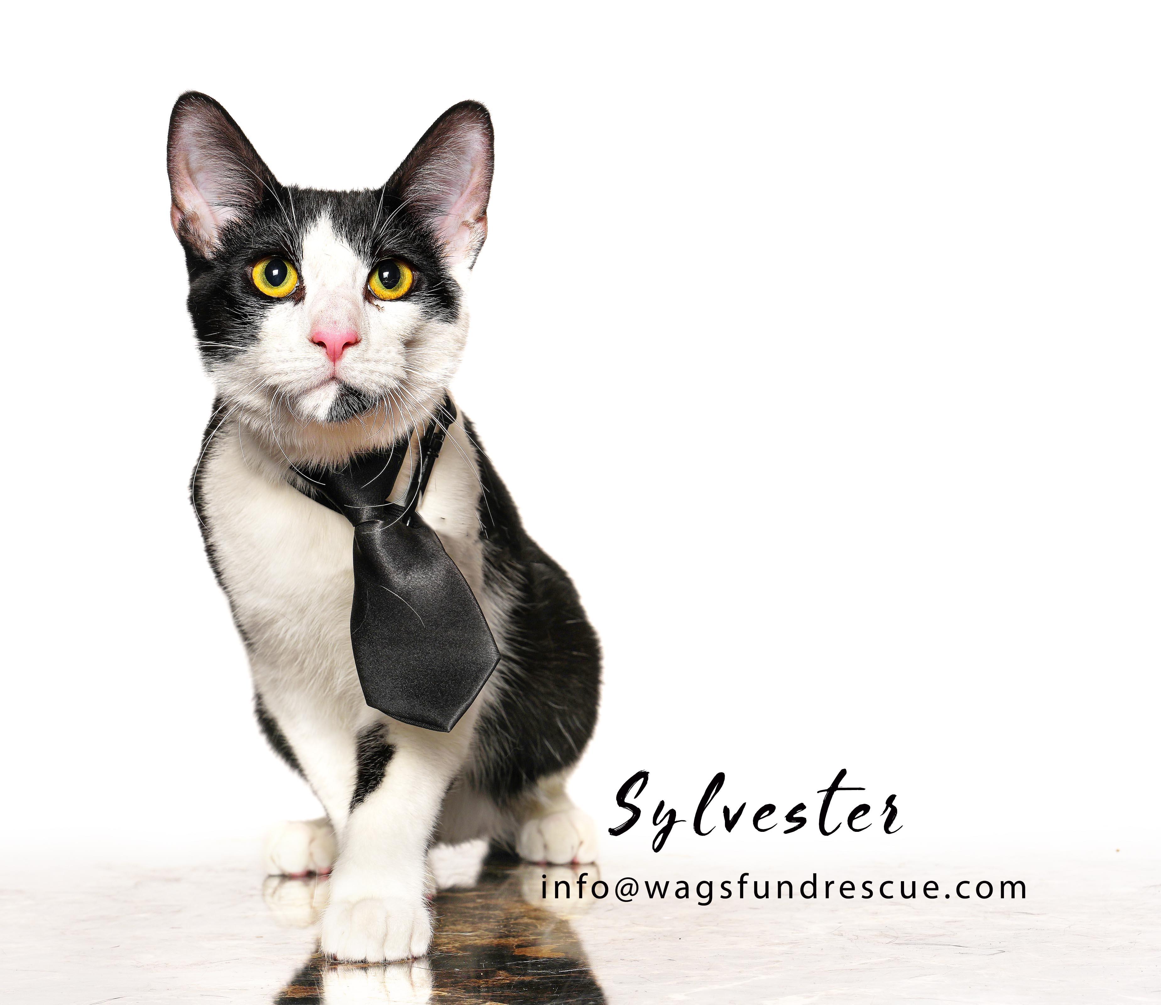 Enlarge Sylvester, a Adoptable Tuxedo in Houston, TX image 3/3