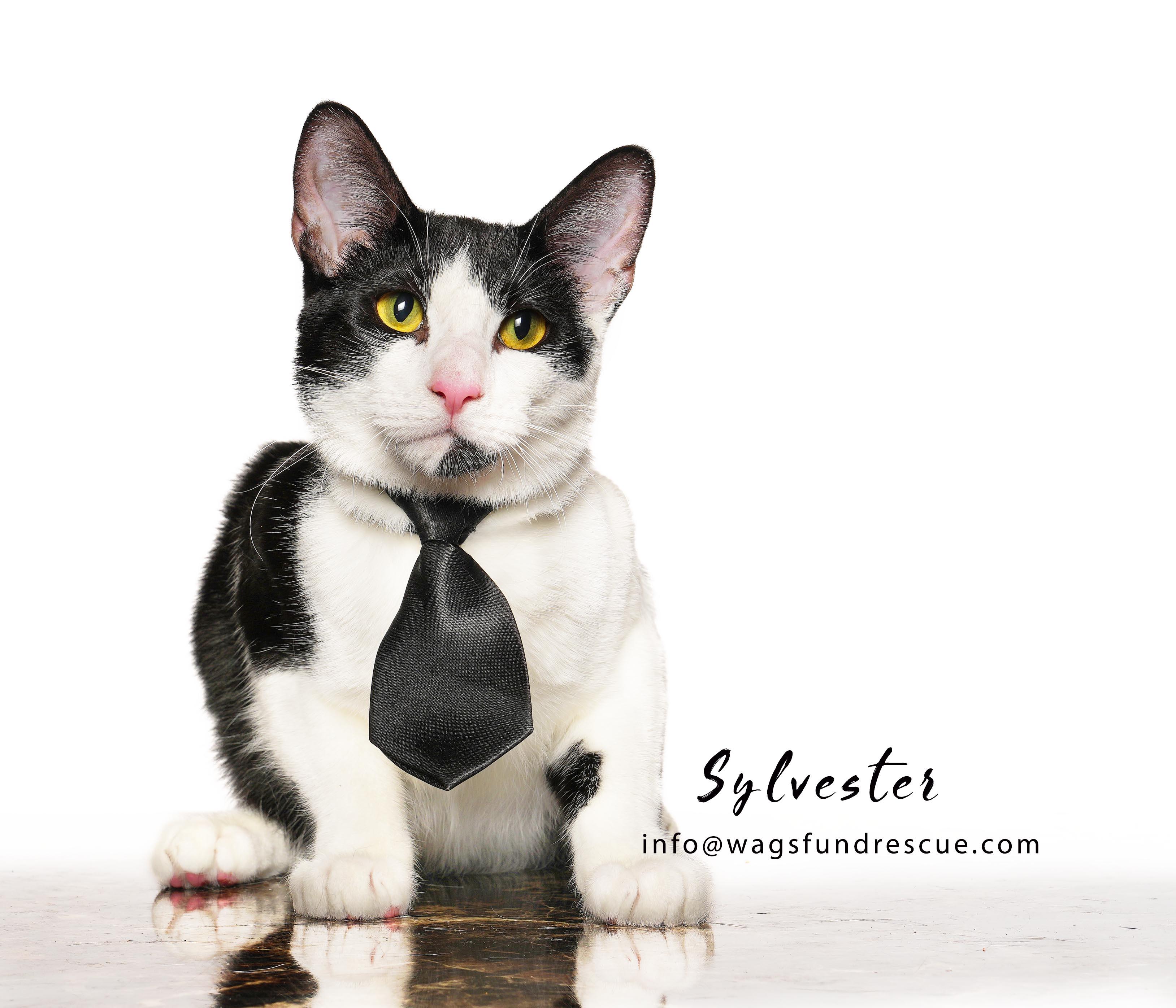 Sylvester, Adoptable, Young Male Tuxedo.